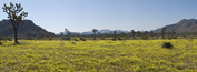 Joshua Tree National Park in the Spring